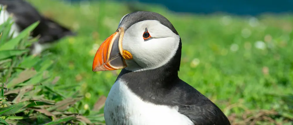 Spotting puffins: a Scottish coastal treasure
