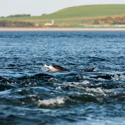 The coastline at Munlochy, featuring gentle waves lapping against rocky shores amidst stunning scenery.
