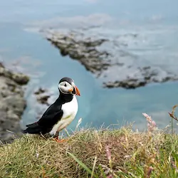 A vibrant puffin perched on a rocky ledge along the Scottish coastline, surrounded by lush greenery.