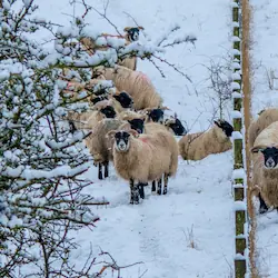 Scottish sheep grazing in the snow-covered fields near Melrose in the Borders, surrounded by a winter landscape.