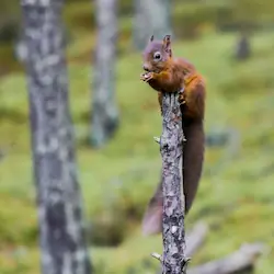 A playful squirrel perched on a branch in Dalby Forest, surrounded by lush greenery.